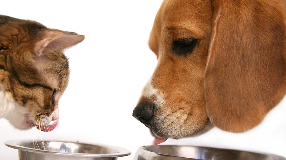 Alimentos prohibidos en perros y gatos: Todo lo que tienes que saber