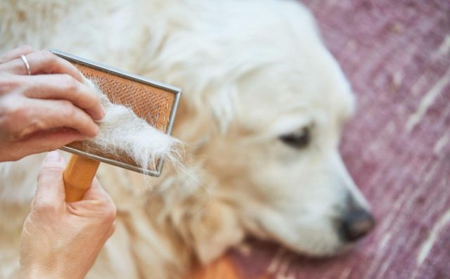 Caída del pelo en perros: Lo que tienes que saber