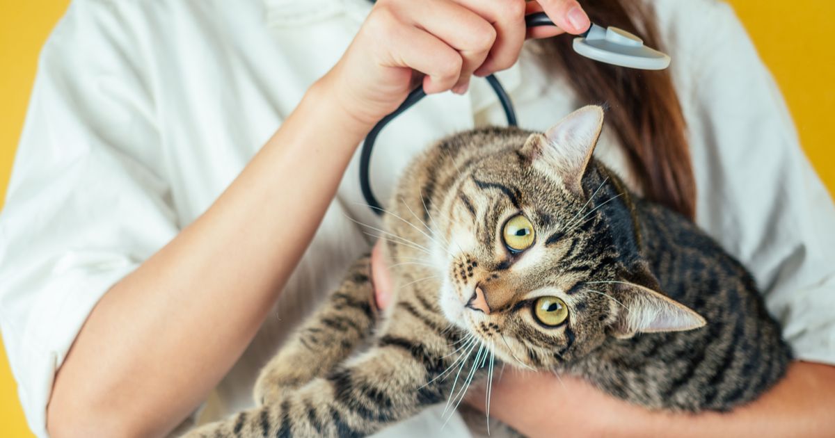 Castración en gatos ¿es conveniente?