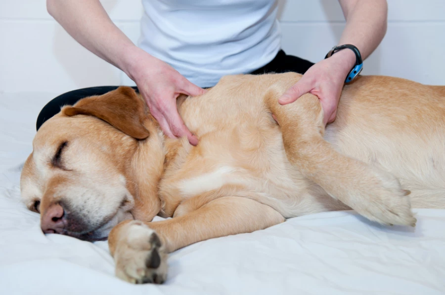 Osteoartritis en perros y gatos: causas y tratamientos.