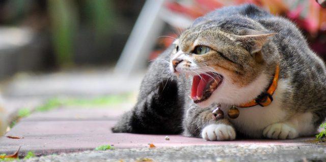 Estrés en gatos: causas principales, como detectarlo y evitarlo.