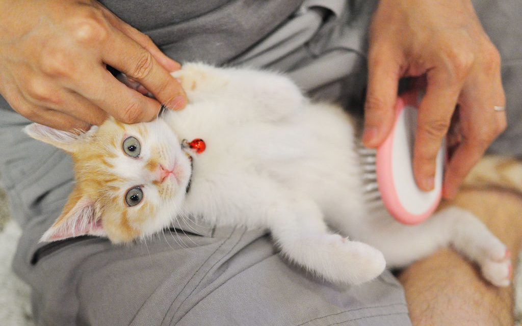 Enfermedades cutáneas en gatos: cuales son las más comunes y cómo detectarlas.