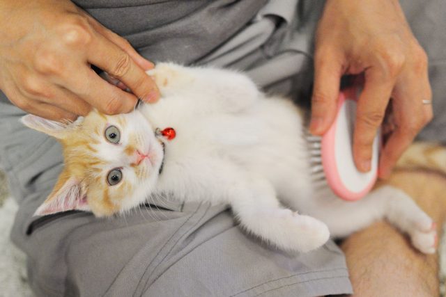 Enfermedades cutáneas en gatos: cuales son las más comunes y cómo detectarlas.