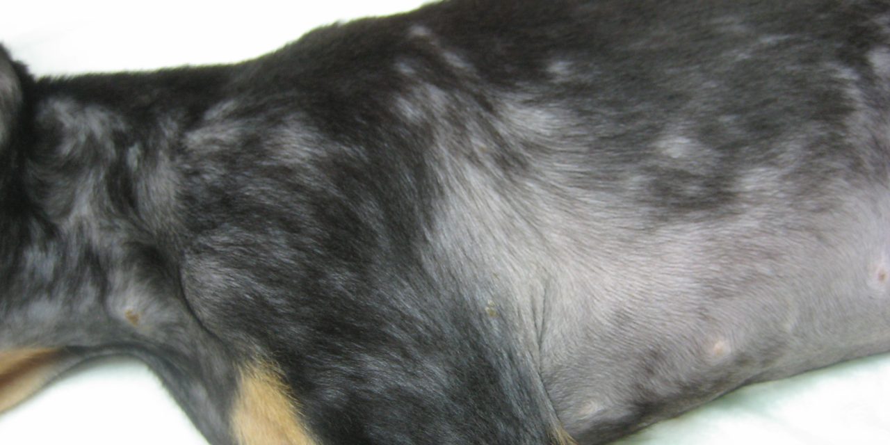 Alopecia Canina.