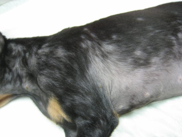 Alopecia Canina.